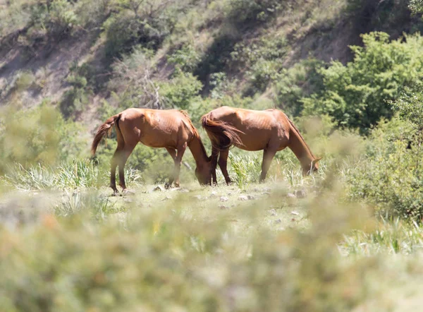 Hästar i Hagen på natur — Stockfoto