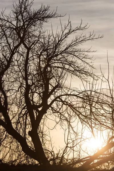 Bare branches of a tree at sunrise sun — Stock Photo, Image