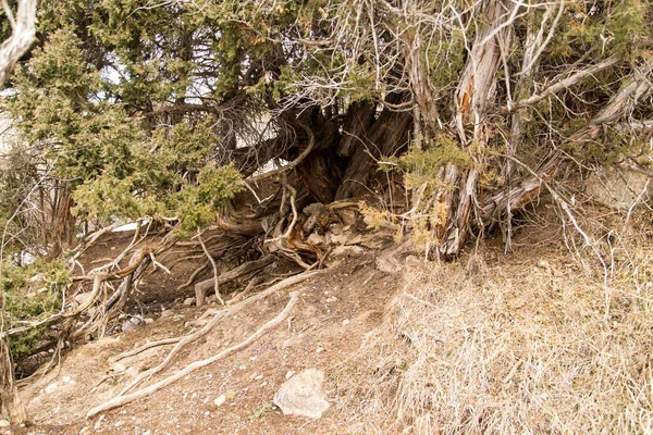 Große Baumwurzeln auf dem Boden — Stockfoto