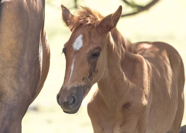 Horse on nature — Stock Photo, Image