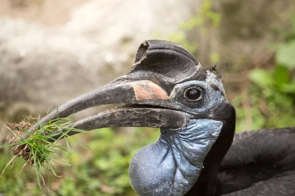 Hornbill retrato en un parque en la naturaleza —  Fotos de Stock