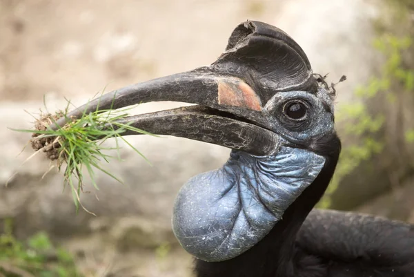 Hornbill retrato en un parque en la naturaleza —  Fotos de Stock