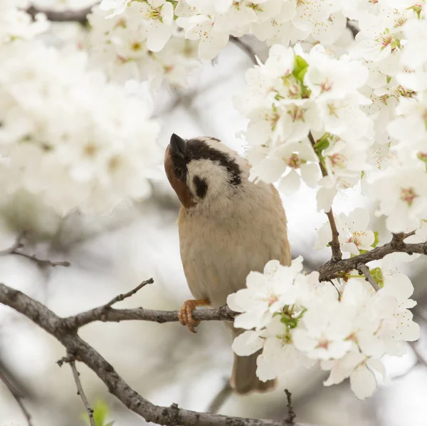 Sparrow in de bloemen op de boom — Stockfoto