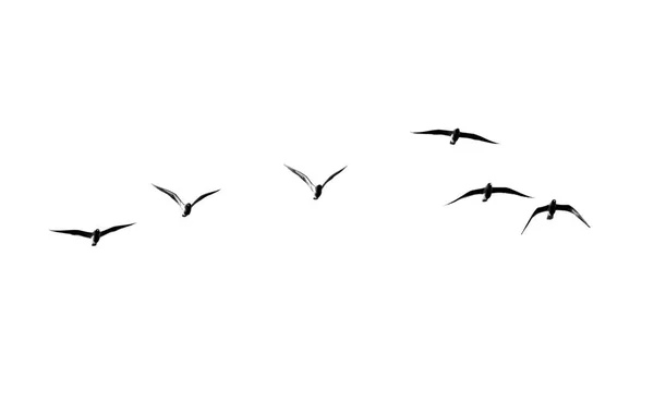 Silueta hejna ptáků na bílém pozadí — Stock fotografie