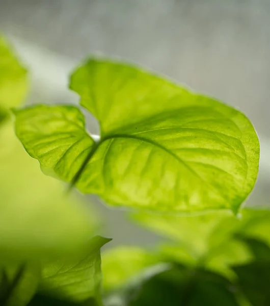 Yeşil bitki yaprağı güzel arka plan — Stok fotoğraf