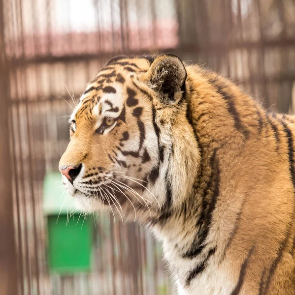 Portrait of a tiger in zoo — Stock Photo, Image