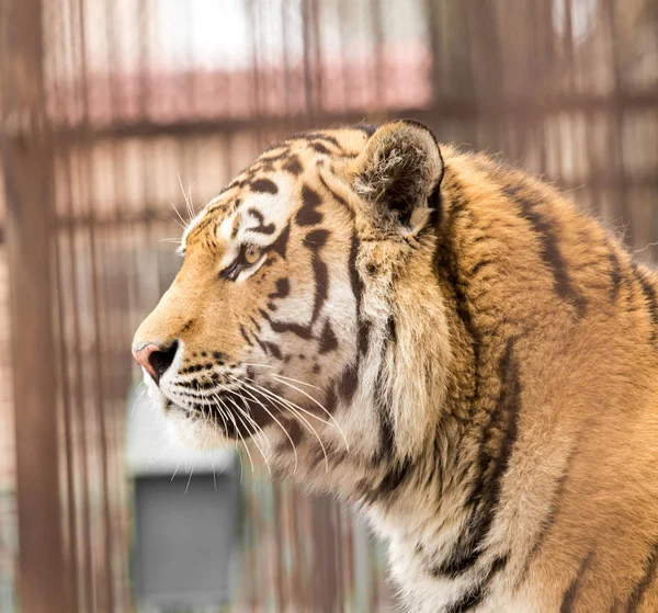 Portrait of a tiger in zoo — Stock Photo, Image