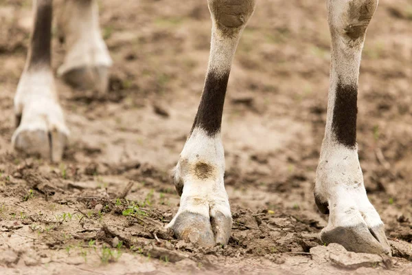 Antilopenhuf auf dem Boden in der Natur — Stockfoto