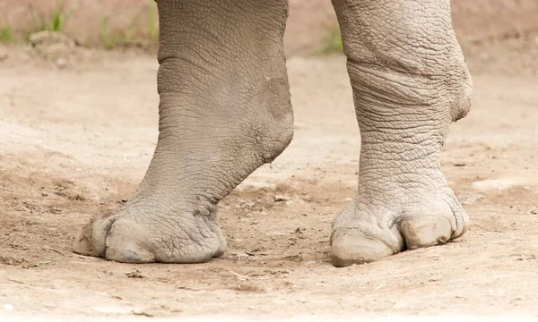 Rhino feet on the ground in nature — Stock Photo, Image