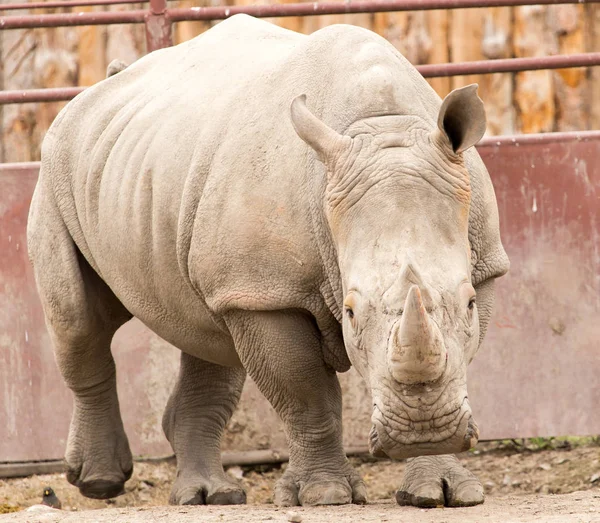 Rhino dans le parc sur la nature — Photo