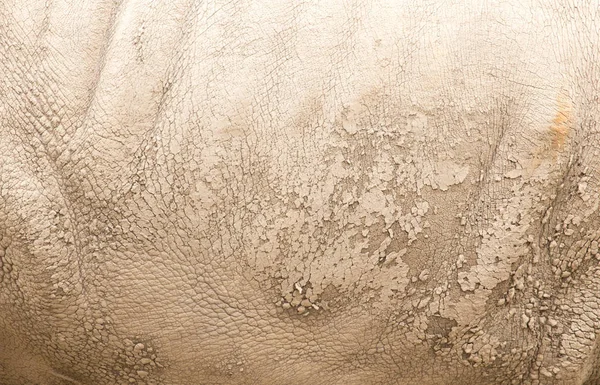 Noshörning huden som bakgrund — Stockfoto