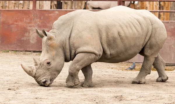 Rhino dans le parc sur la nature — Photo