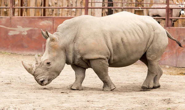 Nosorožec v parku na přírodě — Stock fotografie