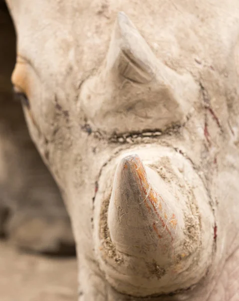 Rhinocéros nez dans la nature. portrait — Photo