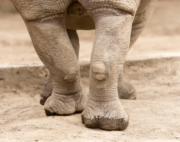 Pieds de rhinocéros sur le sol dans la nature — Photo