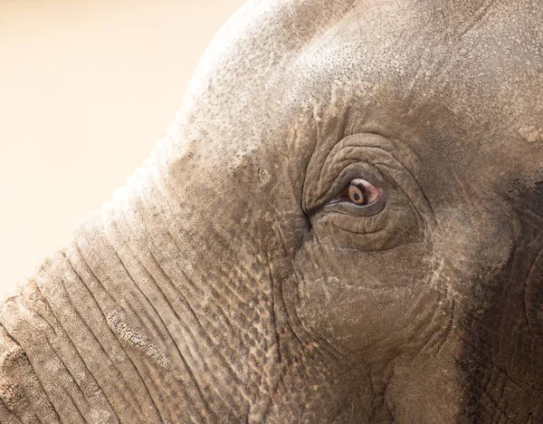 Elefante ocular en la naturaleza. retrato — Foto de Stock