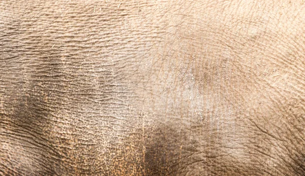 Rhino Skin als achtergrond — Stockfoto