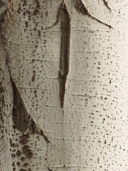 Poppel träd bark som bakgrund — Stockfoto
