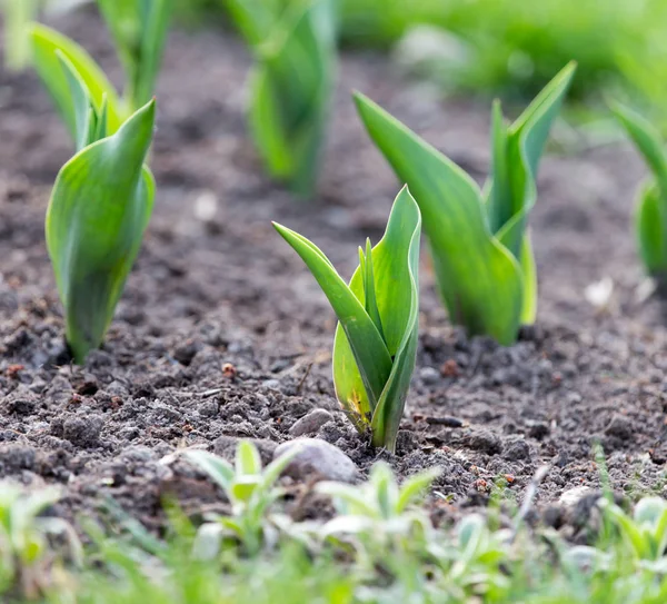 Folhas verdes de uma tulipa na natureza — Fotografia de Stock