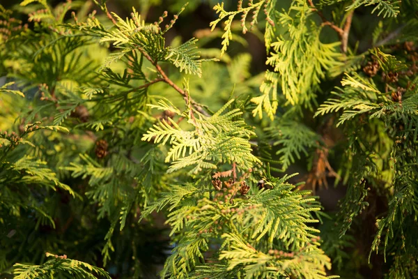 Yeşil Mazı şube niteliğine