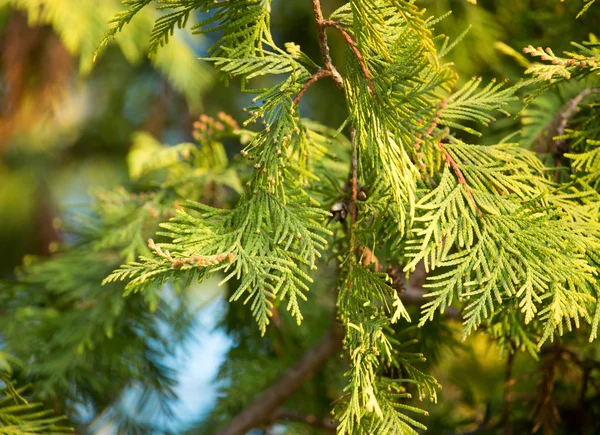 Groene arborvitae branch op de natuur — Stockfoto