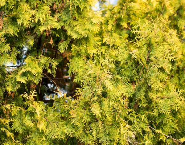 Groene arborvitae branch op de natuur — Stockfoto