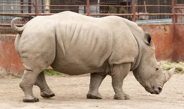 Rhino in the park on the nature Stock Picture