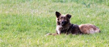 Köpek çim niteliğine