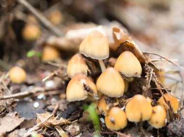 doğada ormanda mantar