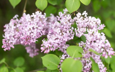 doğa güzel leylak çiçeği