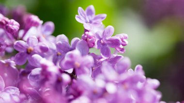 doğa güzel leylak çiçeği