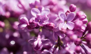 doğa güzel leylak çiçeği