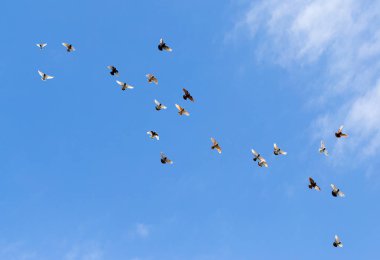 güvercin mavi gökyüzü üzerinde Flock