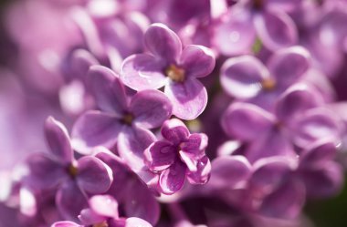 doğa güzel leylak çiçeği