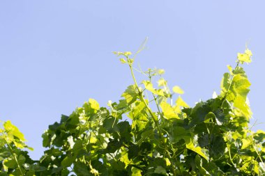 Üzümün genç yaprakları mavi gökyüzünün arka planında