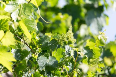 Üzümün genç yaprakları mavi gökyüzünün arka planında