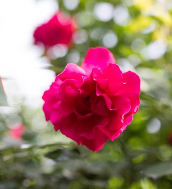 güzel kırmızı doğa üzerinde gül