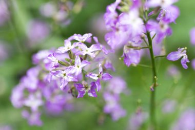 doğa güzel mavi çiçek