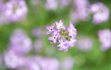 doğa güzel mavi çiçek