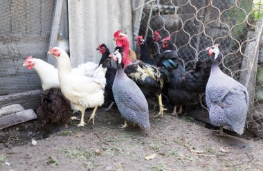 Çiftlikteki tavuklar