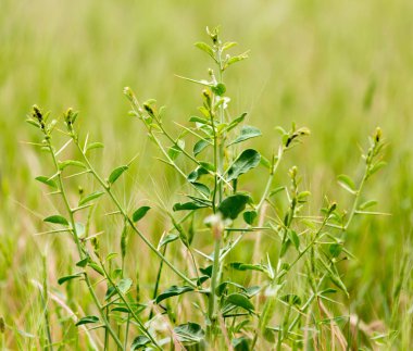 doğa bir parkın içinde yeşil deve diken