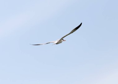 gökyüzünde uçan martı