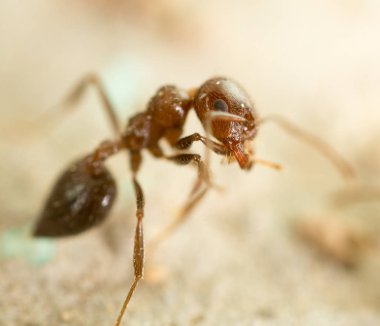 doğada küçük karınca. Super makro