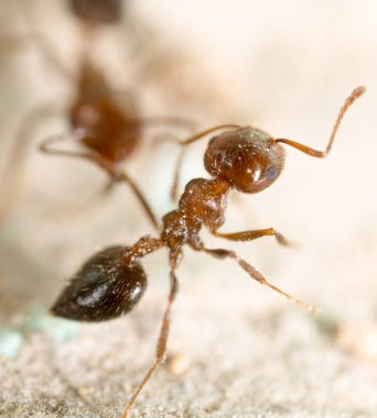 doğada küçük karınca. Super makro