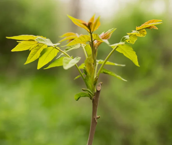 Kleine bladeren aan een boom in het voorjaar — Stockfoto