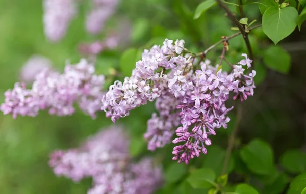 doğa güzel leylak çiçeği