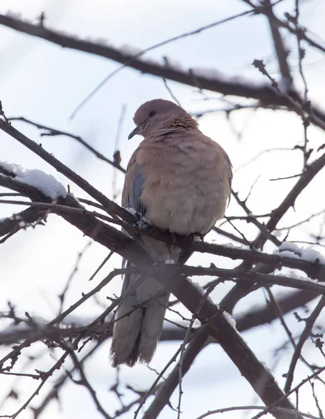 Colombe sur l'arbre en hiver — Photo