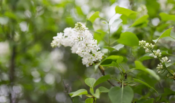 Mooie bloemen van witte Lila in de natuur — Stockfoto