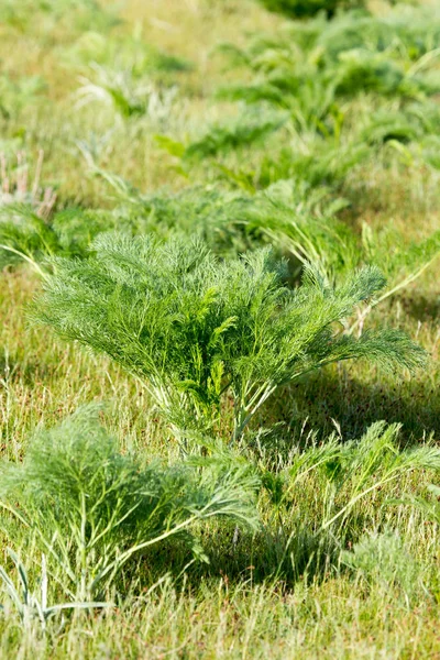 Verde zanahoria tapas en el desierto en la naturaleza — Foto de Stock