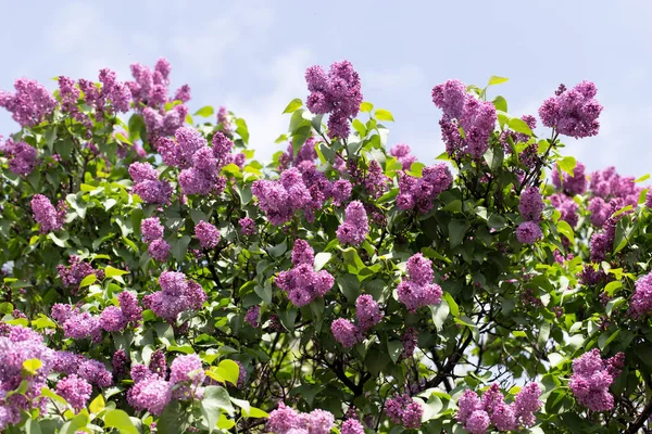 doğa güzel leylak çiçeği